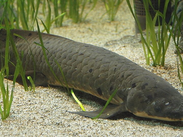 Peixe Pulmonado Australiano (Neoceratodus forsteri) | Ficha técnica