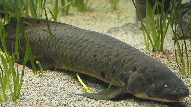 Peixe Pulmonado Australiano (Neoceratodus forsteri) | Ficha técnica