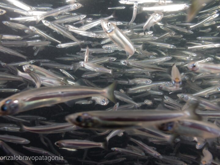 Peixe Rei (Odontesthes incisa) | Ficha técnica