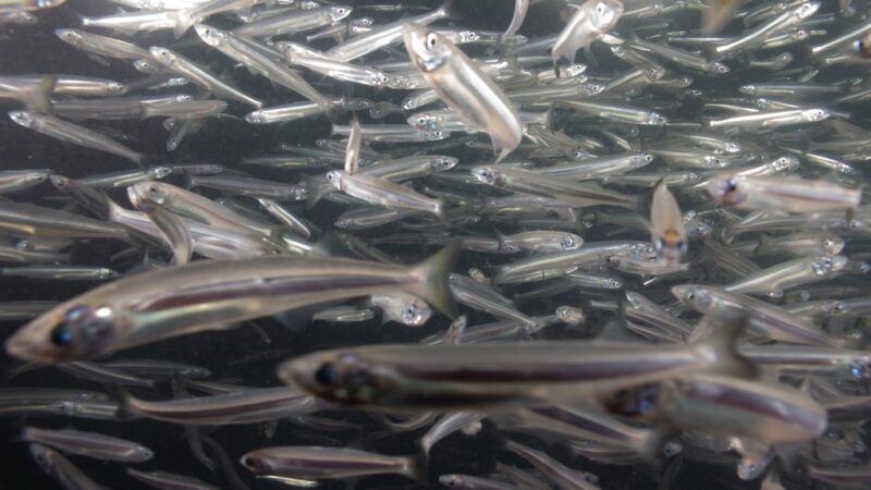 Peixe Rei (Odontesthes incisa) | Ficha técnica