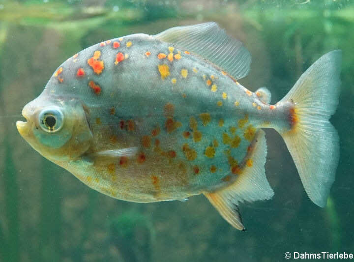 Pacu de Guelra Vermelha (Myloplus asterias)