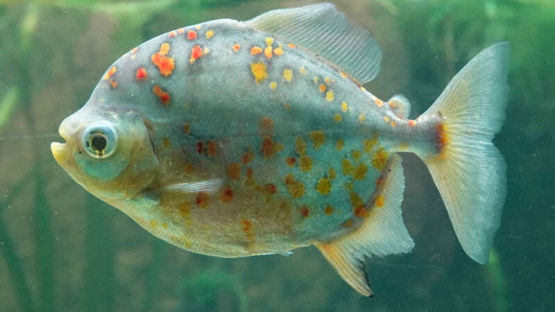 Pacu de Guelra Vermelha (Myloplus asterias)