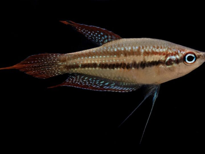 Gourami de três listras (Trichopsis schalleri) | Ficha ténica