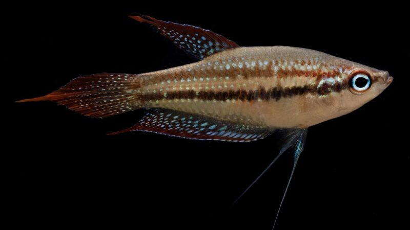 Gourami de três listras (Trichopsis schalleri) | Ficha ténica
