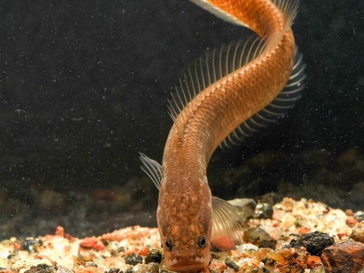 Snakehead Gollum (Aenigmachanna gollum) | Ficha técnica