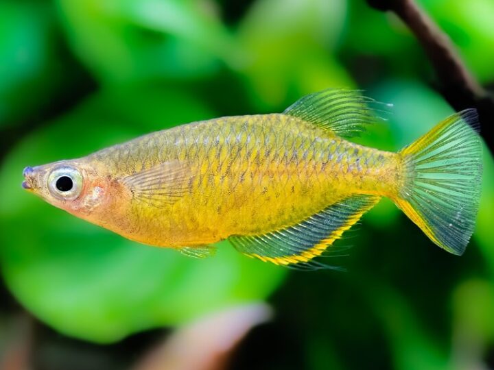 Medaka Peixe Arroz de Nadadeira Amarela (Oryzias profundicola) | Ficha técnica