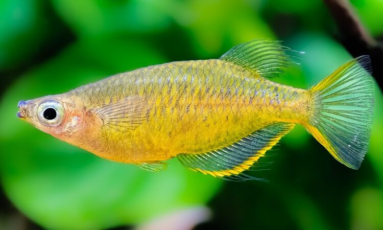 Medaka Peixe Arroz de Nadadeira Amarela (Oryzias profundicola) | Ficha técnica