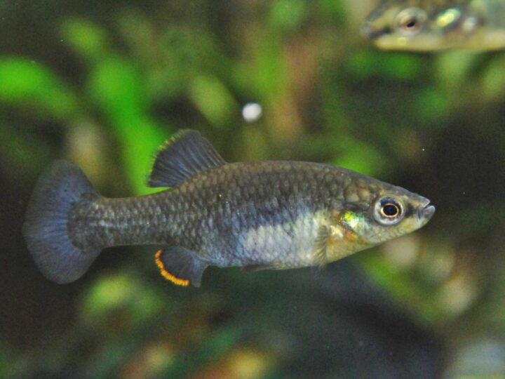 La Luz Splitfin (Zoogoneticus purhepechus) | Ficha ténica