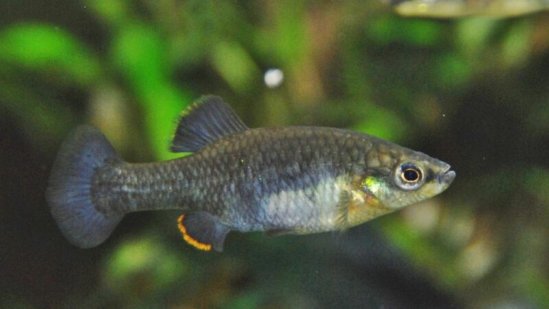 La Luz Splitfin (Zoogoneticus purhepechus) | Ficha ténica