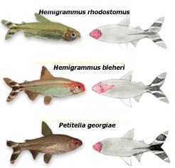 Hemigrammus-rhodostomus-faces