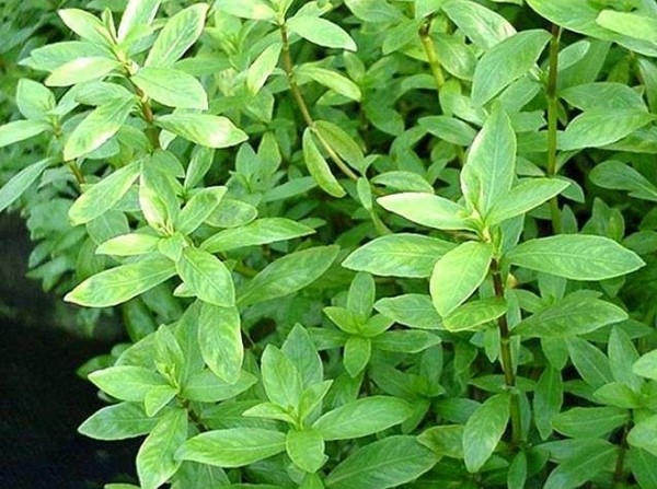 Hygrophila-polysperma2