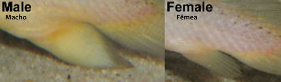 Polypterus-senegalus-rep
