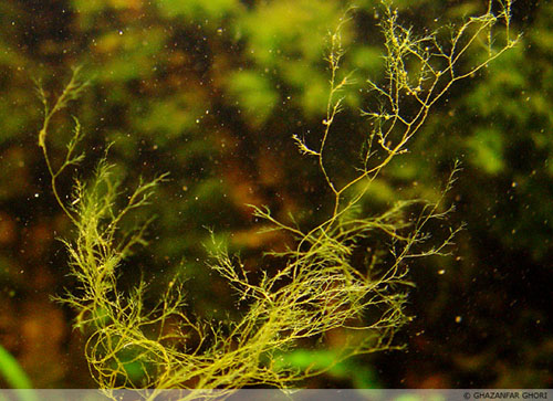 algae-staghorn