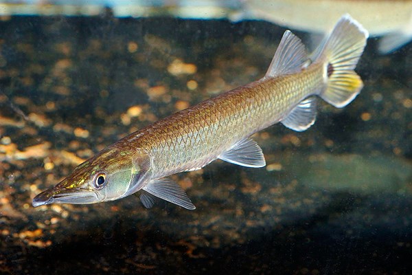 Bicuda, Hujeta (Ctenolucius hujeta)