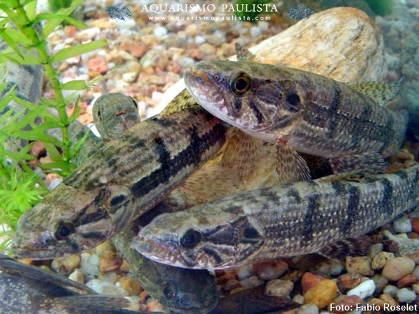 Traíra, Taraira (Hoplias malabaricus)