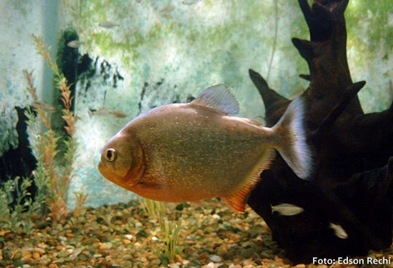 Piranha Vermelha (Pygocentrus nattereri)