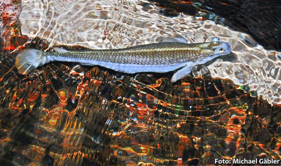 Tralhoto, Peixe Quatro Olhos (Anableps anableps)