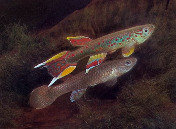 Killi Cauda de Lira (Aphyosemion australe)