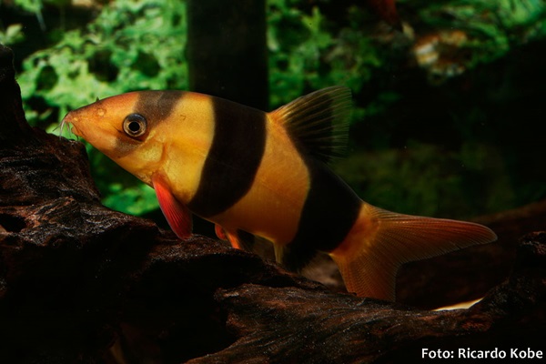 Botia Palhaço (Chromobotia macracanthus)