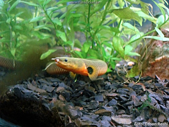 Peixe Corda – Ropefish (Erpetoichthys calabaricus)