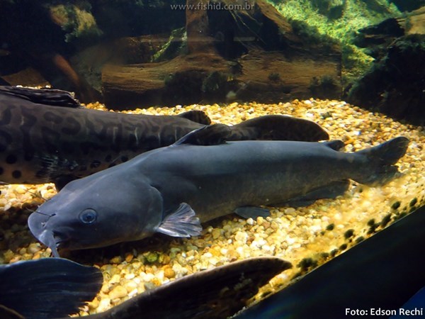 Bagre Americano, Bagre de canal (Ictalurus punctatus)