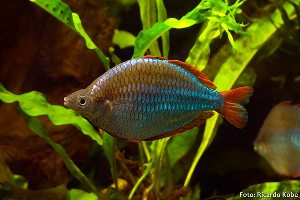 Arco íris Neon (Melanotaenia praecox)