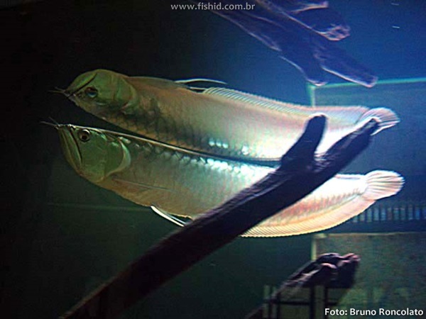 Aruanã Prata (Osteoglossum bicirrhosum)