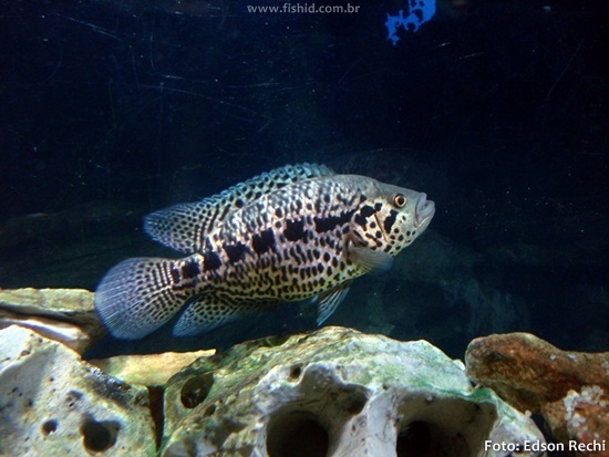 Ciclídeo Jaguar (Parachromis managuensis)