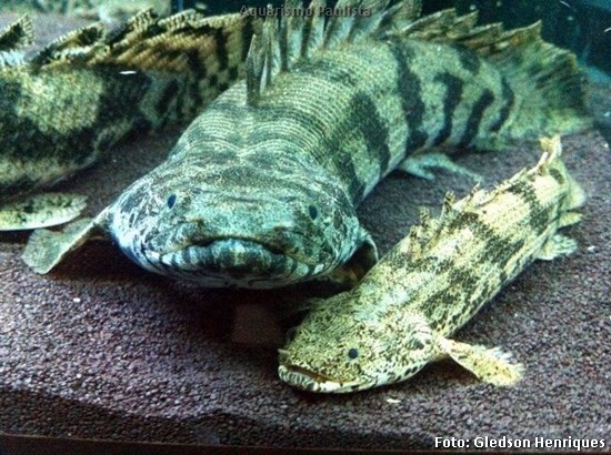 Polypterus Endlicheri (Polypterus endlicherii)