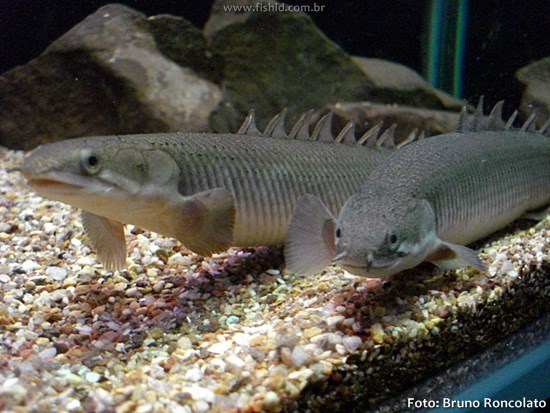 Polypterus Senegalense (Polypterus senegalus)