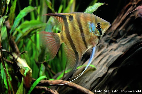 Acará Bandeira Leopoldi (Pterophyllum leopoldi)