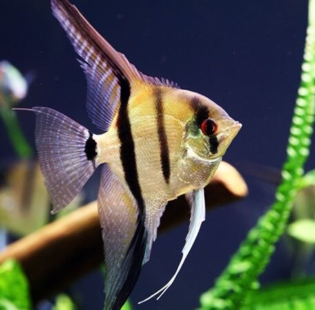 Acará Bandeira (Pterophyllum scalare)