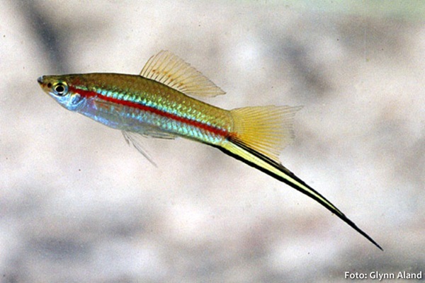 Peixe Espada (Xiphophorus hellerii)