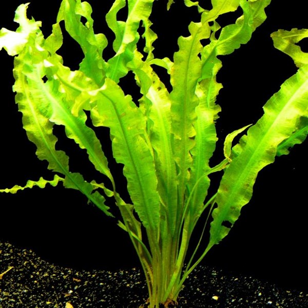 Aponogeton crispus