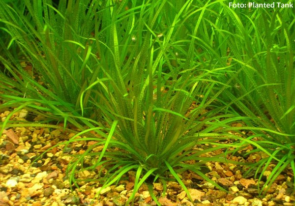 Blyxa japonica