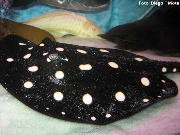 Arraia Xingu, Arraia Negra (Potamotrygon leopoldi)