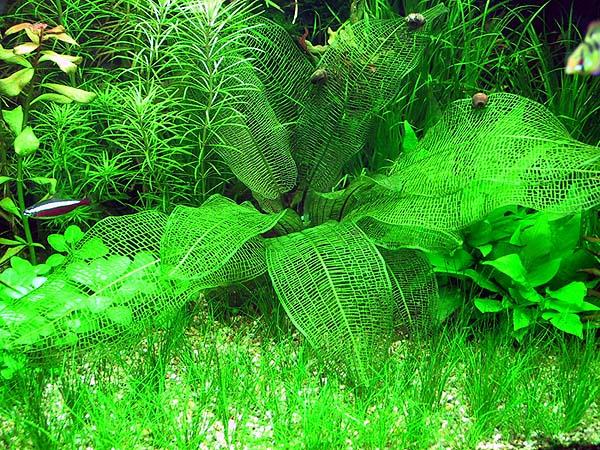 aponogeton madagascariensis