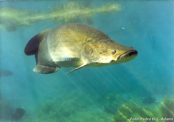 Pirarucu, Arapaima (Arapaima gigas)
