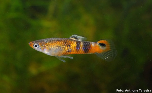 Guppy do mangue, Guaru (Micropoecilia picta)