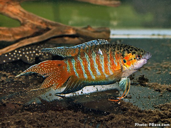Peixe Paraíso (Macropodus opercularis)