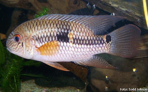 Acará Diadema (Aequidens diadema)