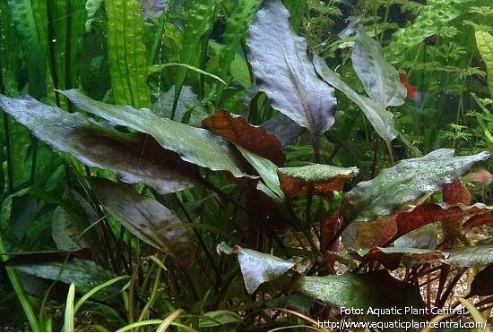 Cryptocoryne Cordata Blassii
