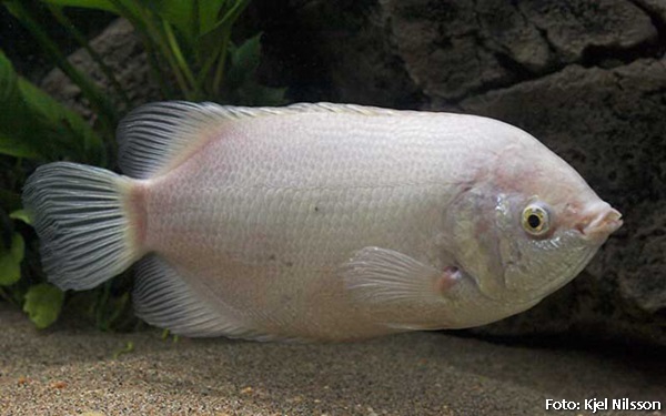 Peixe Beijador (Helostoma temminkii)