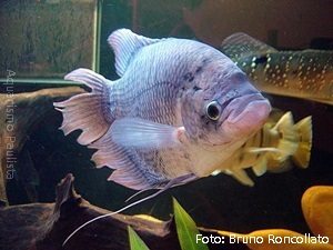 Gourami Gigante (Osphronemus goramy)