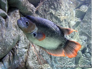 Gourami Gigante de Nadadeira Vermelha (Osphronemus laticlavius)