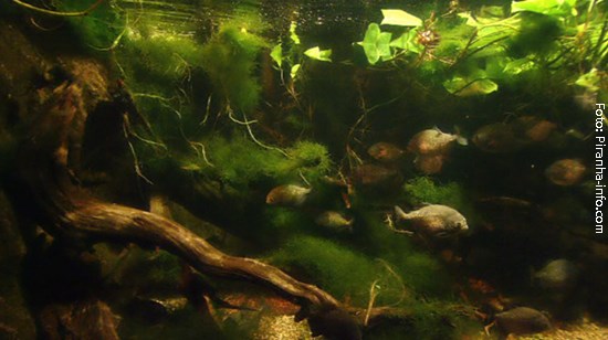 piranha02