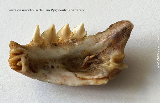 piranha03a