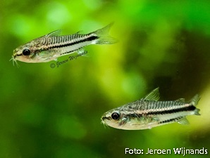 Corydoras pygmaeus