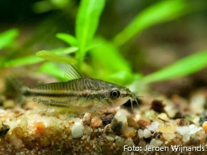 Corydoras pygmaeus2