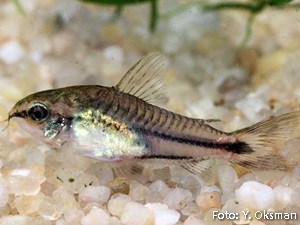 Corydoras pygmaeus4